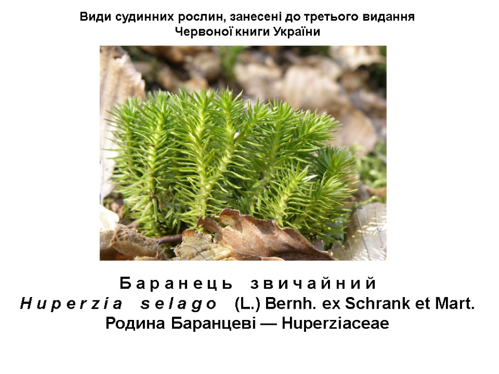 Види судинних рослин, занесені до третього видання Червоної книги України Б а р а